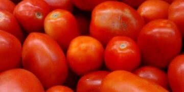Farmers Association partners FG to boost tomato production in Southern Nigeria